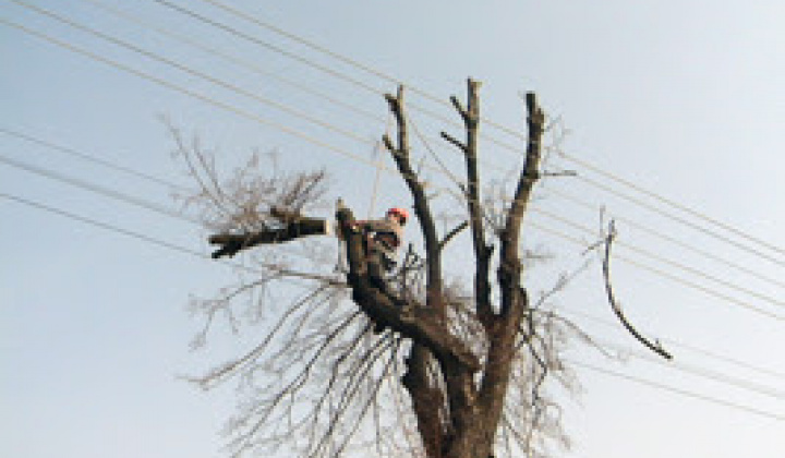 Fotka - Výzva na vykonanie výrubu/okliesnenia stromov a iných porastov pri realizácii výrubov v ochrannom pásme VN/VVN vedení